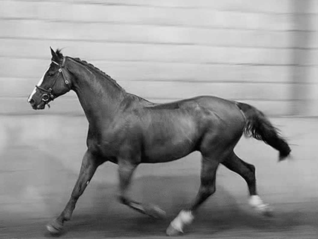 Elite International Grade A Stallion with Outstanding Jumping Ability and Olympic Sired Pedigree