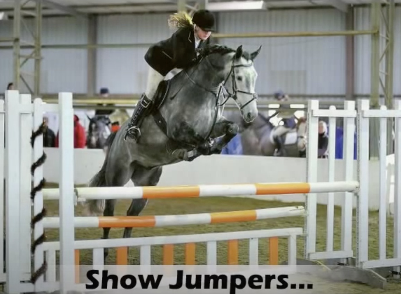 Elite International Grade A Stallion with Outstanding Jumping Ability and Olympic Sired Pedigree