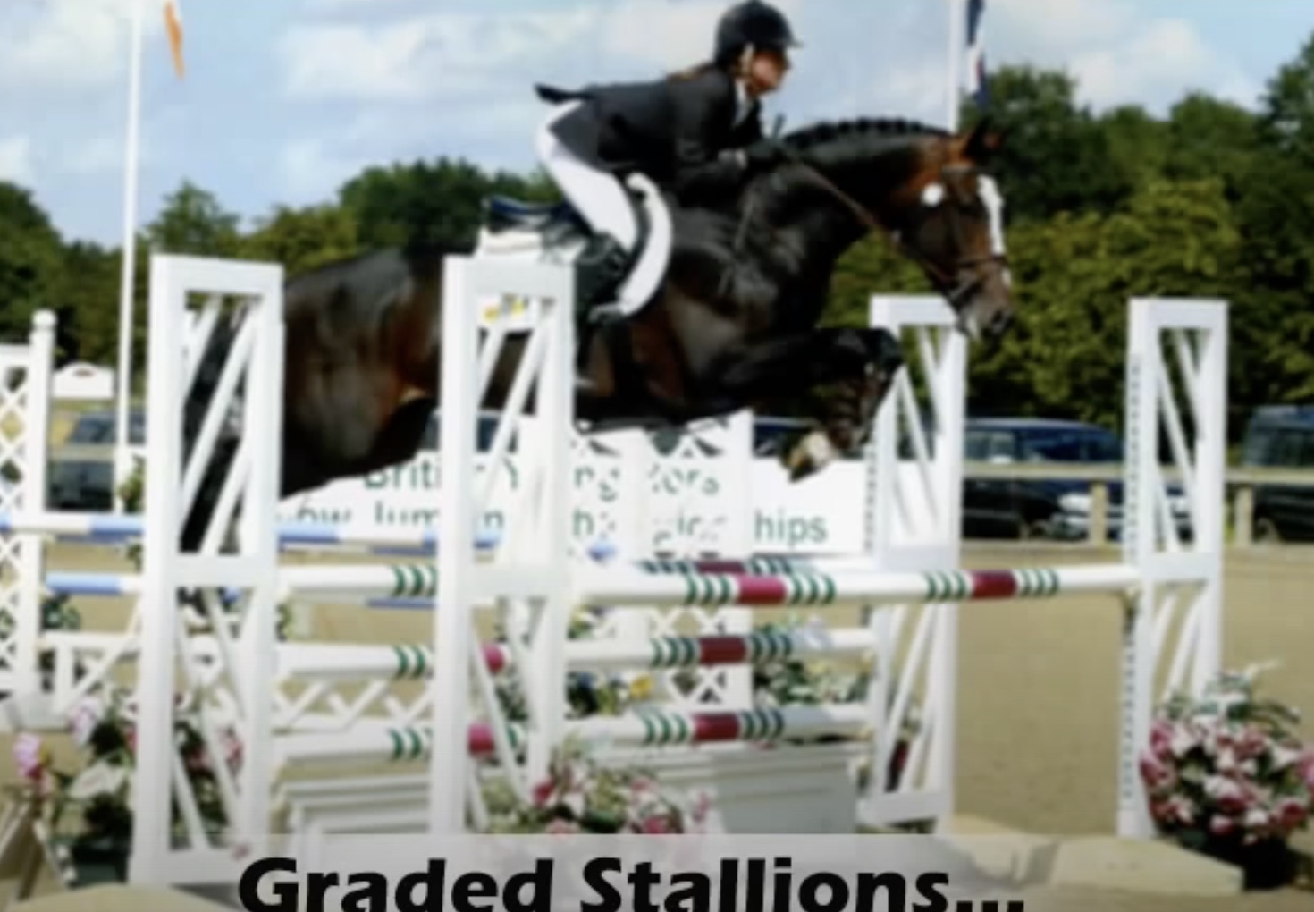 Elite International Grade A Stallion with Outstanding Jumping Ability and Olympic Sired Pedigree