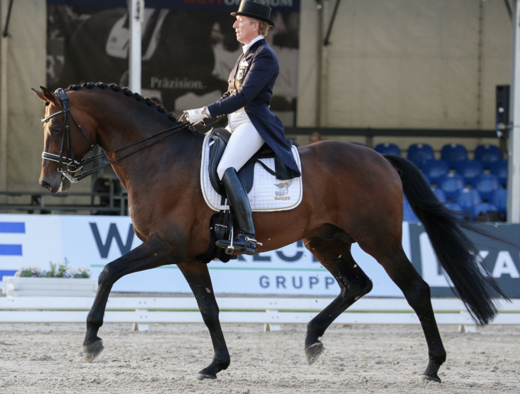 Outstanding 2009 Champion Danish Warmblood Licensing Stallion