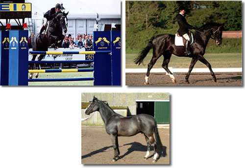 Elite International Grade A Stallion with Outstanding Jumping Ability and Olympic Sired Pedigree