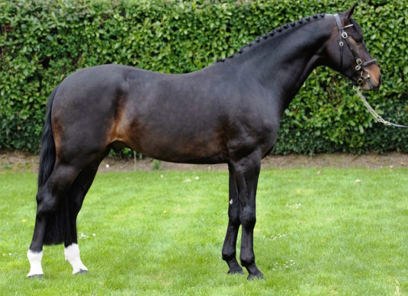 Quality and Breeding in One – Stallions Online