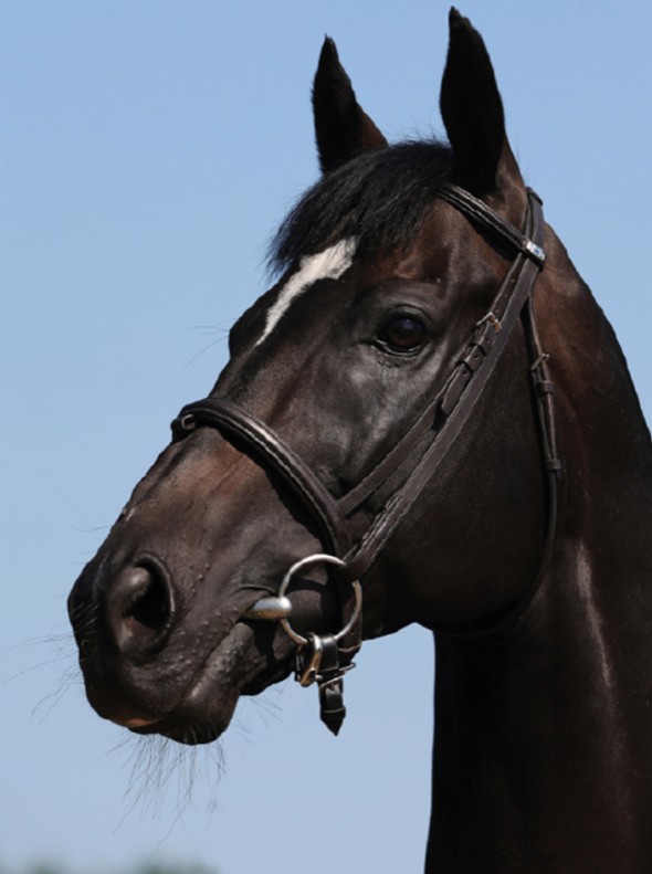 Thoroughbred Stallion licensed with SIX Studbooks!