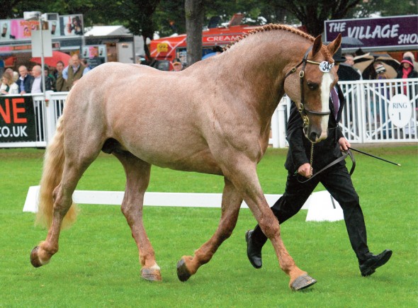 Class 1 RID Stallion