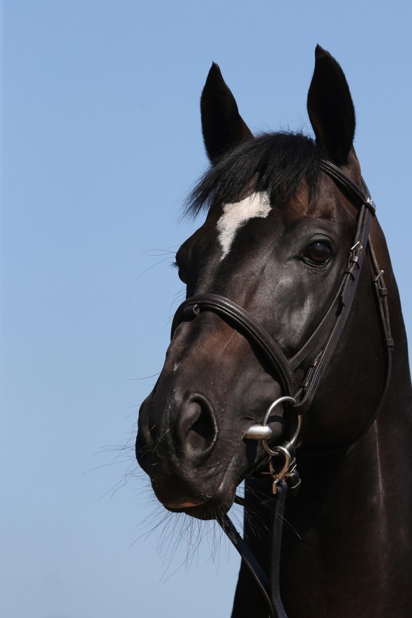 Thoroughbred Stallion licensed with SIX Studbooks!