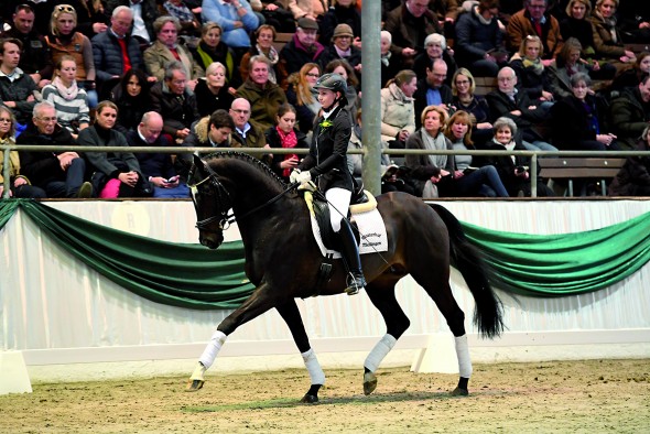 Thoroughbred Stallion licensed with SIX Studbooks!