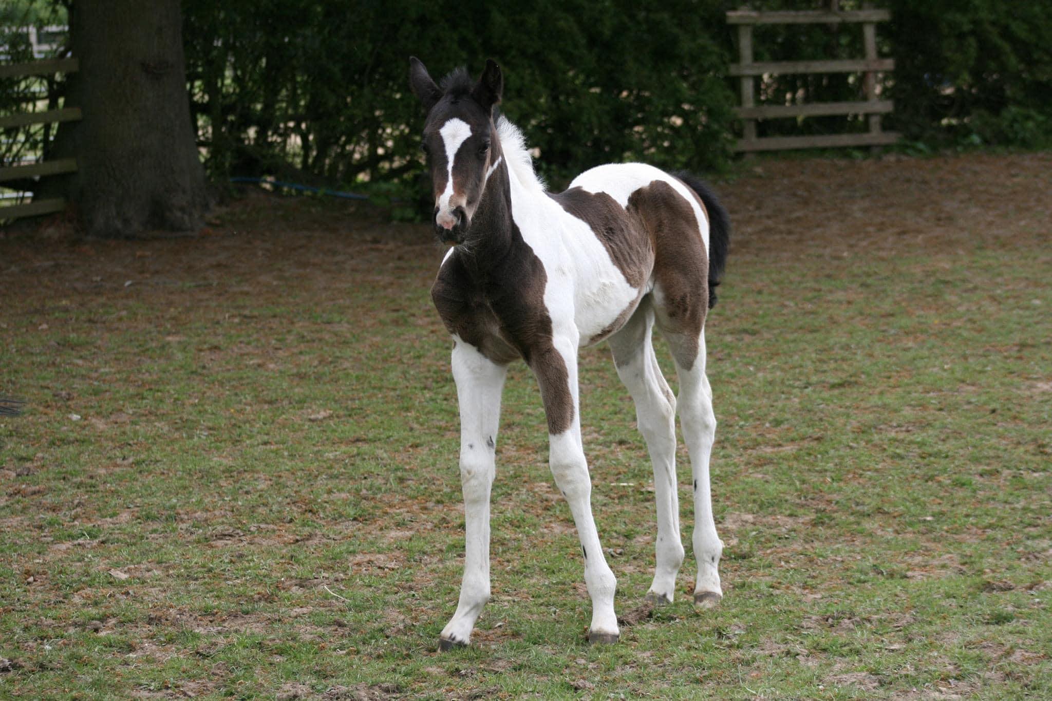 Guaranteed Tobiano foal or Free return