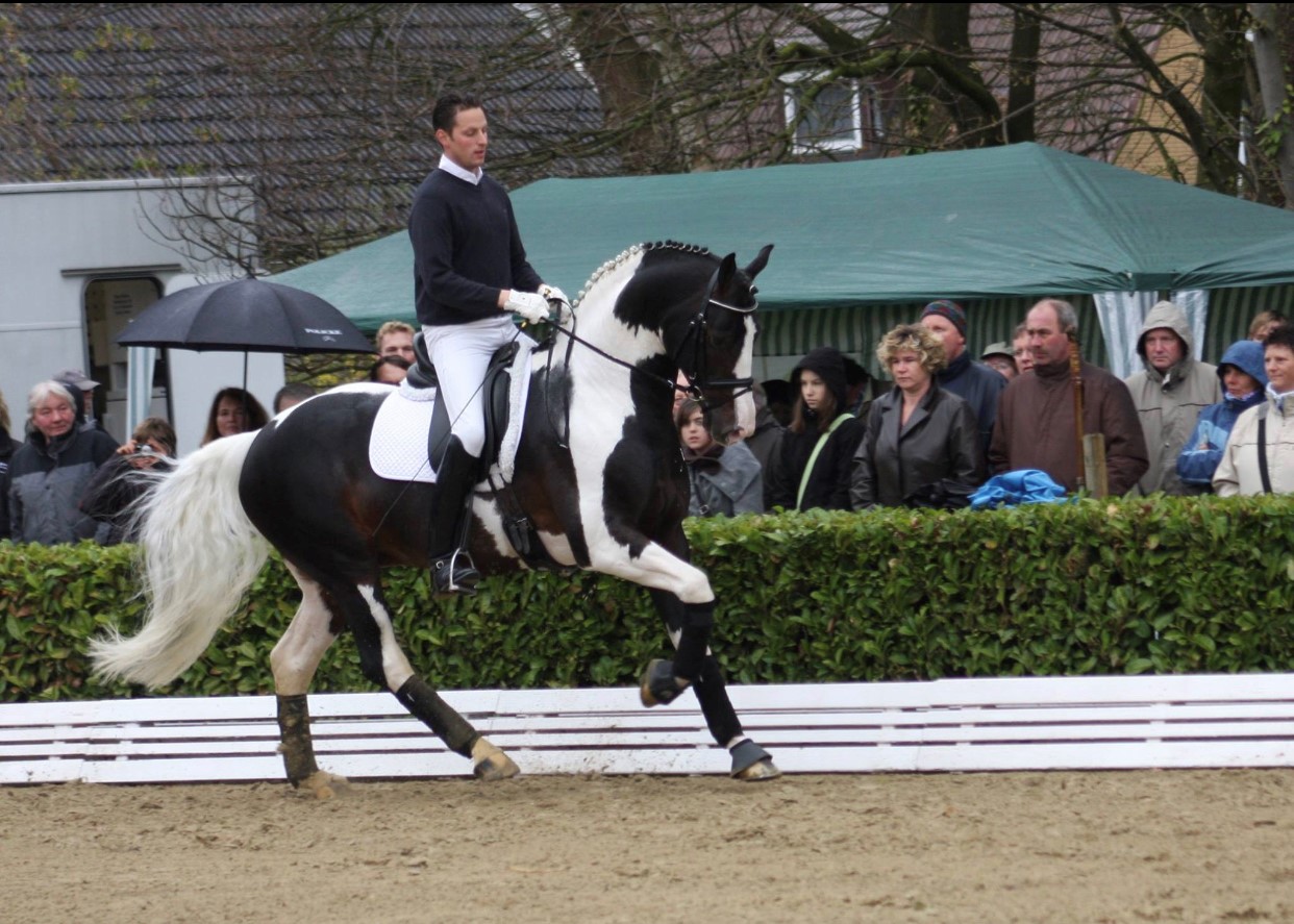 Guaranteed Tobiano foal or Free return