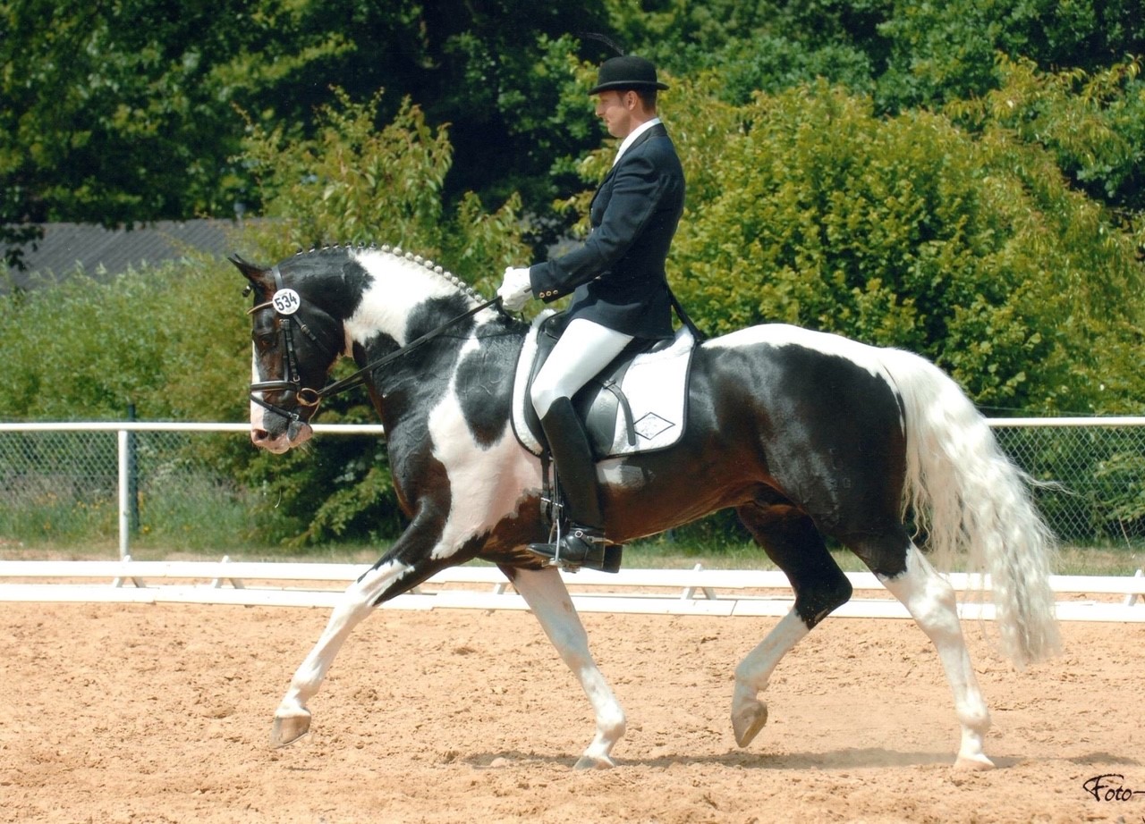 Guaranteed Tobiano foal or Free return