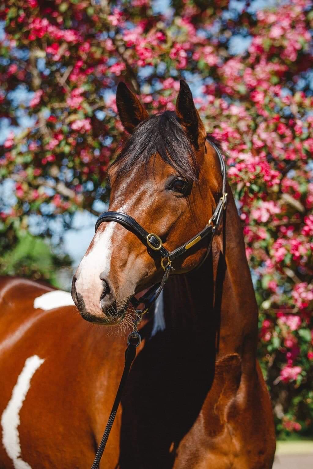 Guaranteed Tobiano foal or Free return