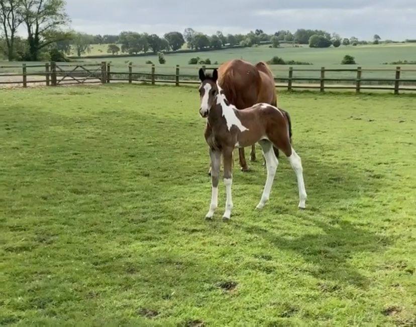 Guaranteed Tobiano foal or Free return