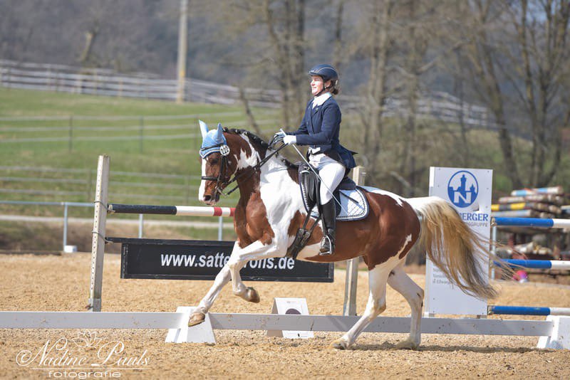 Guaranteed Tobiano foal or Free return