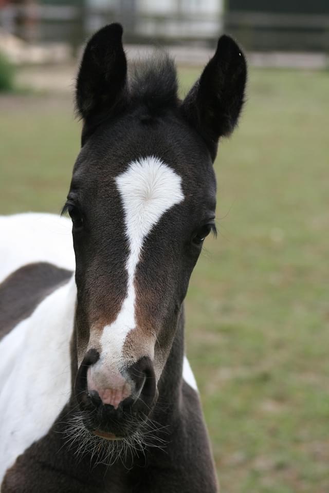 Guaranteed Tobiano foal or Free return