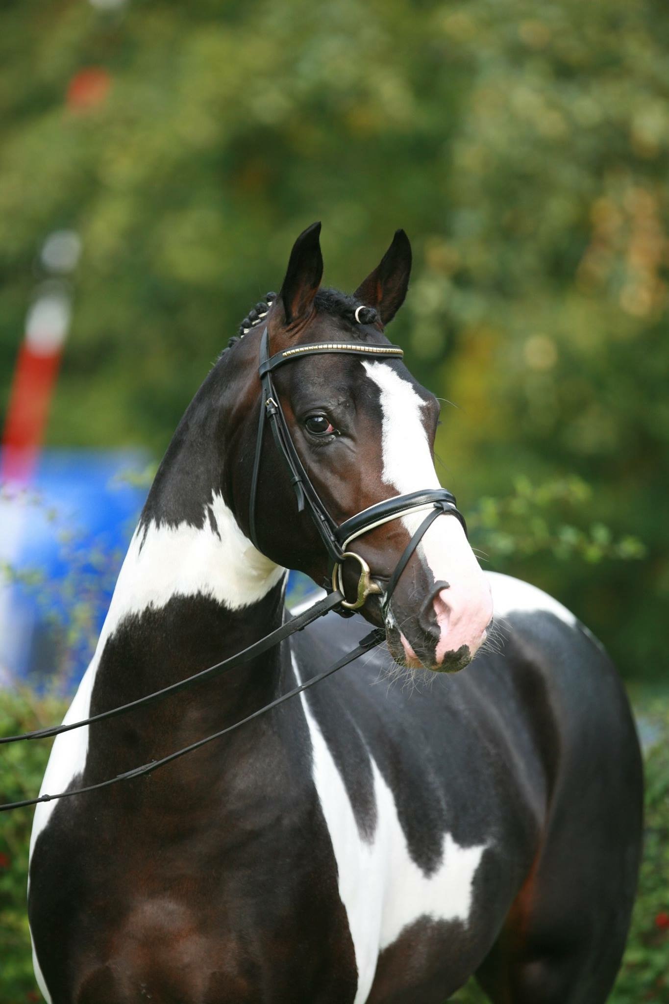 Guaranteed Tobiano foal or Free return